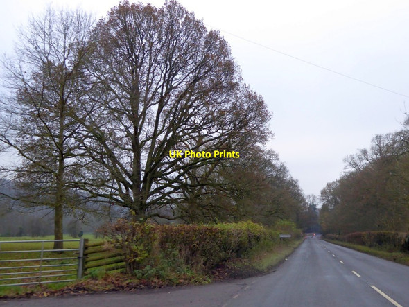 Photo 6"x4" Trees lining a field, north of Aymestrey Aymestrey c2014