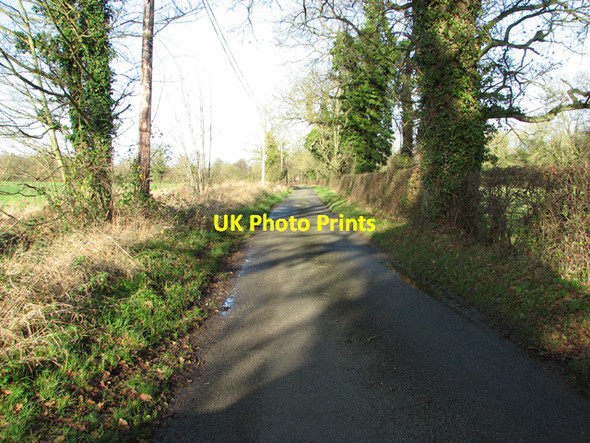 Photo 6"x4" Ivy-clad trees beside Elsing Road Elsing c2014