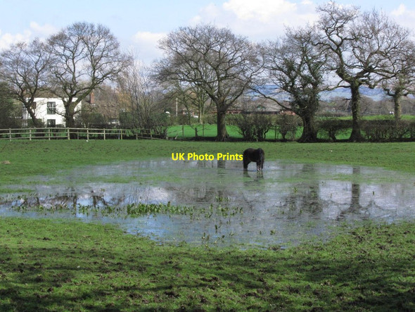 Photo 6"x4" Horse drinking from pond, Blossoms Lane, Woodford Bramhall c2014