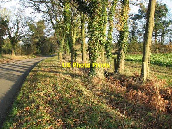 Photo 6"x4" Trees growing beside Worthing Road Billingford\/TG0120 c2014
