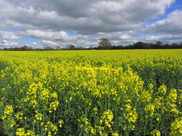 Photo 6"x4" Oil seed rape east of Chadwick Green Billinge c2014