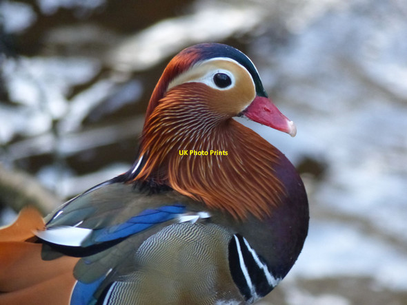 Photo 6"x4" Drake Mandarin, Etherow Country Park Marple c2014