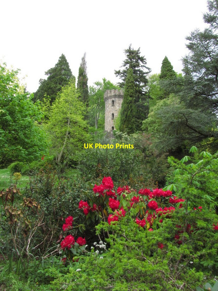 Photo 6"x4" Powerscourt Gardens - Rhododendrons & view to Round Tower Enniskerry c2014