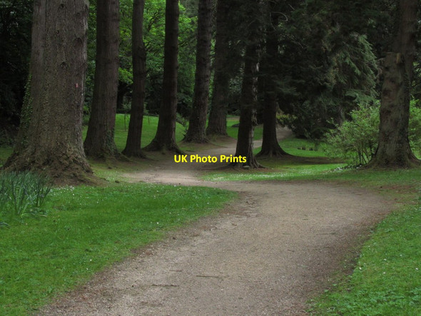 Photo 6"x4" Powerscourt Gardens - Woodland path Enniskerry c2014