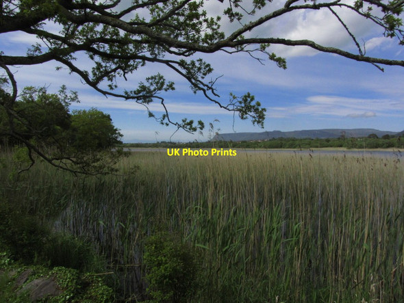Photo 6"x4" Reeds on Garvoge River & view towards Kings Mountain from path through Doorly Park, Sligo Sligo c2014