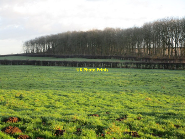 Photo 6"x4" Small Thorns Plantation South Dalton c2014