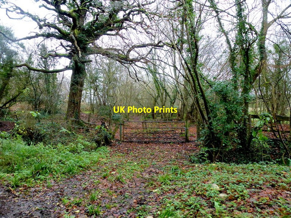 Photo 6"x4" Woodland on the Cotswold scarp Noverton c2014