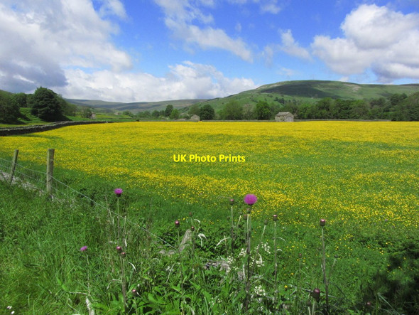 Photo 6"x4" Buttercup meadow just E of Muker Muker c2014