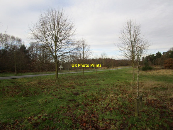 Photo 6"x4" Limetree Avenue Carburton c2014