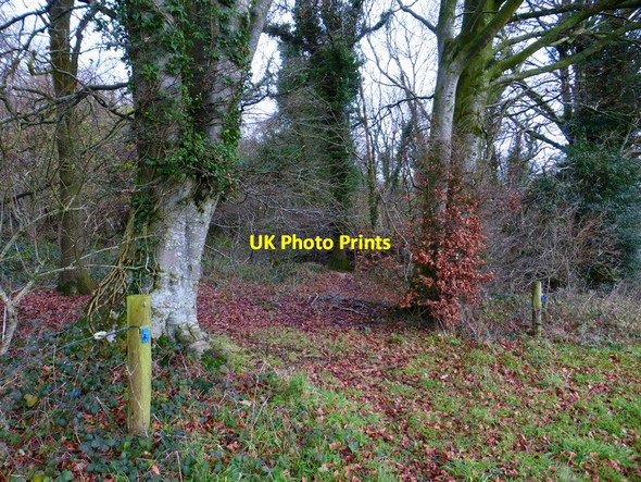 Photo 6"x4" Entrance into Great Sheardley Wood from footpath Chidden c2014