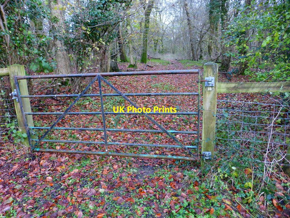 Photo 6"x4" Looking along track in Great Sheardley Wood Brockbridge c2014
