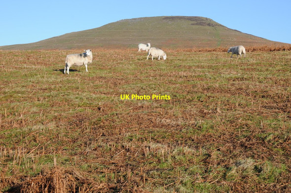 Photo 6"x4" Sheep and the Sugar Loaf Llangenny c2014