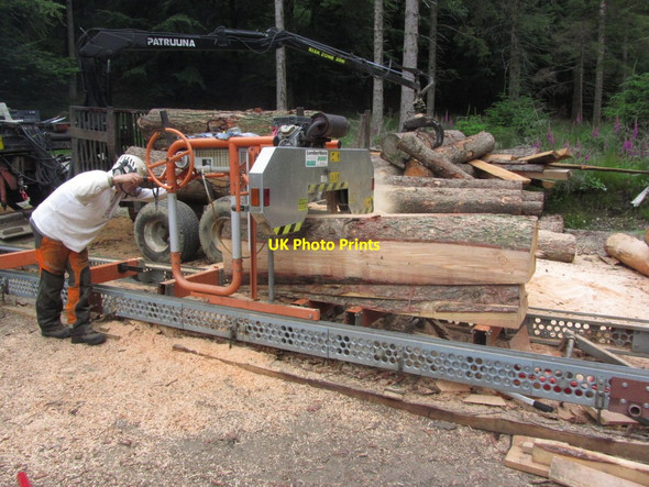 Photo 6"x4" Timber cutting near Harrop Tarn, Thirlmere Stonethwaite\/NY2613 c2014