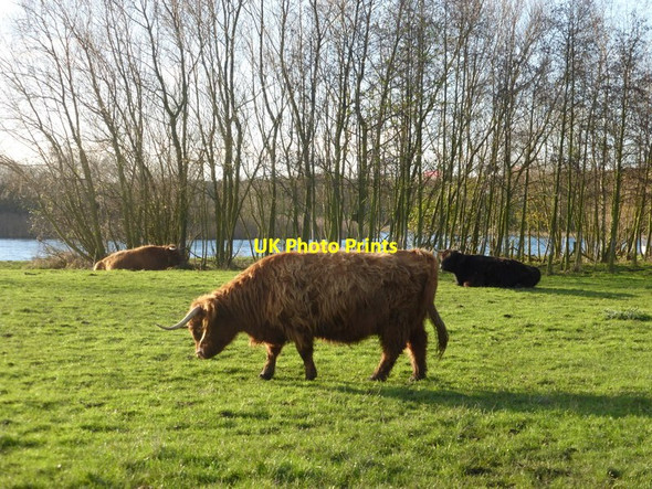 Photo 6"x4" Highland cattle grazing  Goole c2014