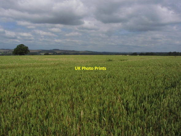 Photo 6"x4" Downton - On Avon Valley Path, Field of wheat by Woodfalls Farm Downton\/SU1821 c2014