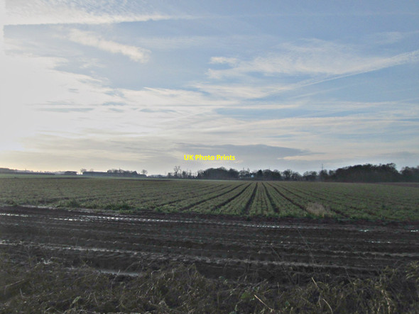 Photo 6"x4" Field of carrots south of Hatfield Lane Barnby Dun c2014