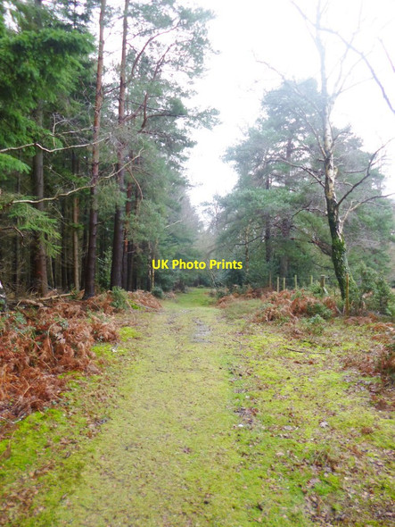 Photo 6"x4" The Grove, footpath Stoney Cross c2014