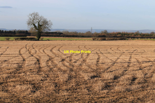 Photo 6"x4" Tracks in the stubble Malton\/SE7871 c2014