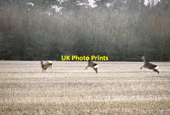 Photo 6"x4" Three roe deer in full flight Swaffham c2014