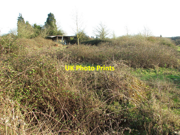 Photo 6"x4" A bramble wilderness Hockering c2014