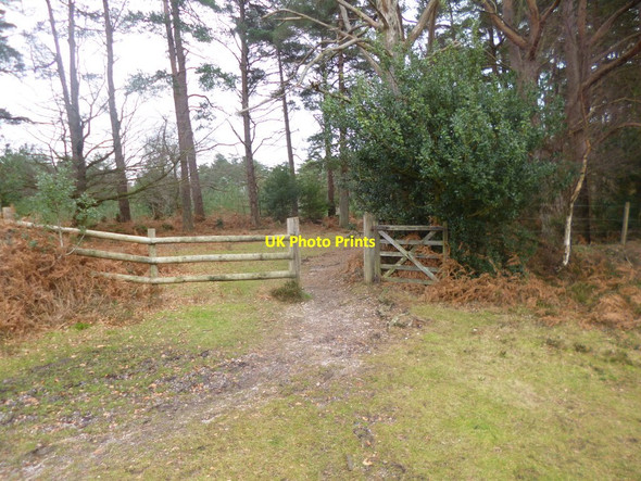 Photo 6"x4" Puckpits Inclosure, open gate Stoney Cross c2014