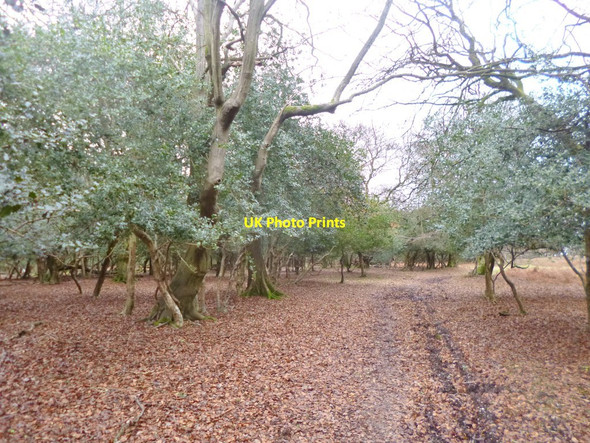 Photo 6"x4" Stoney Cross, Stonard Wood Stoney Cross c2014