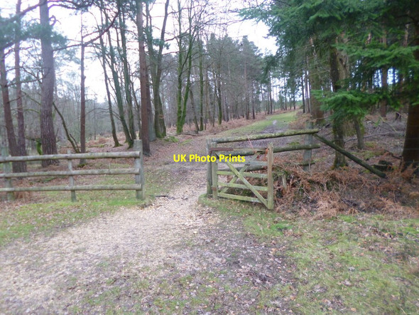 Photo 6"x4" Puckpits Inclosure, gate Stoney Cross c2014