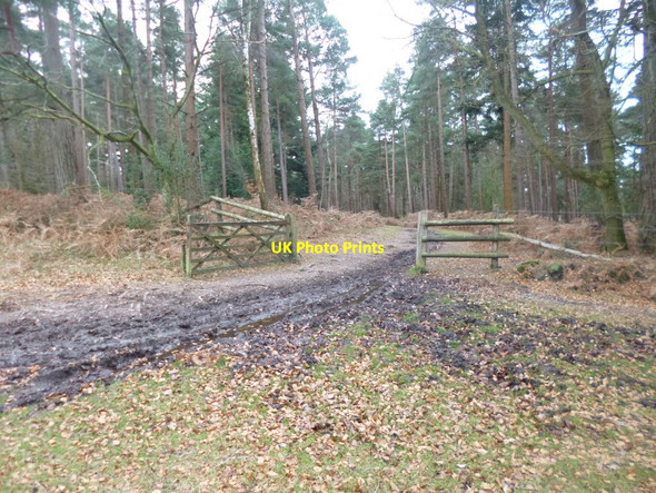 Photo 6"x4" Bolderwood, open gate Stoney Cross c2014