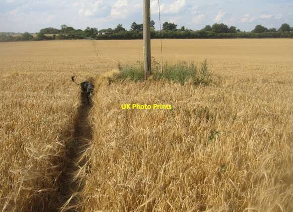 Photo 6"x4" Popular local footpath Pardown c2014