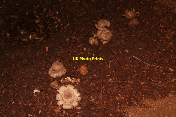 Photo 6"x4" Earthstars on a barn floor, Yarburgh Yarburgh c2014