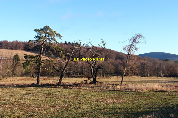 Photo 6"x4" Across the fields to Gallows Hill Coynach c2014