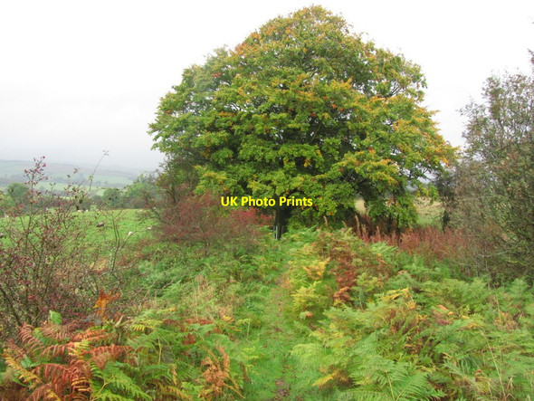 Photo 6"x4" On Offa's Dyke Path N of Whitepole Pool Plantation Rhos-y-meirch c2014