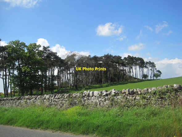Photo 6"x4" Ell Plantation Warenford c2014