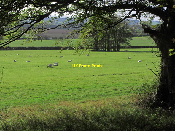 Photo 6"x4" Sheep meadows below Cole Wood, Charing Charing c2014