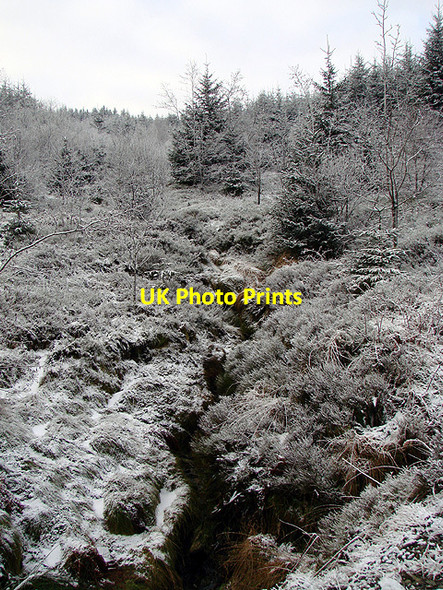 Photo 6"x4" Forestry on Esgair Ychion Llanifyny c2011