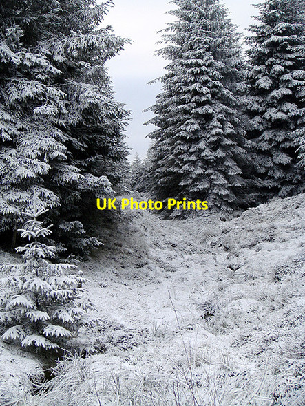 Photo 6"x4" Clearing, Esgair Ychion Llanifyny c2011