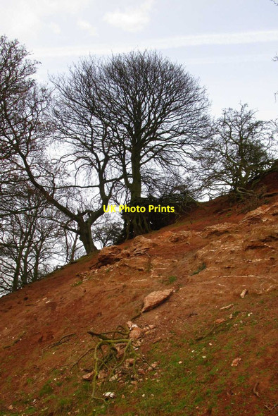 Photo 6"x4" Exposed roots North Clifton c2014