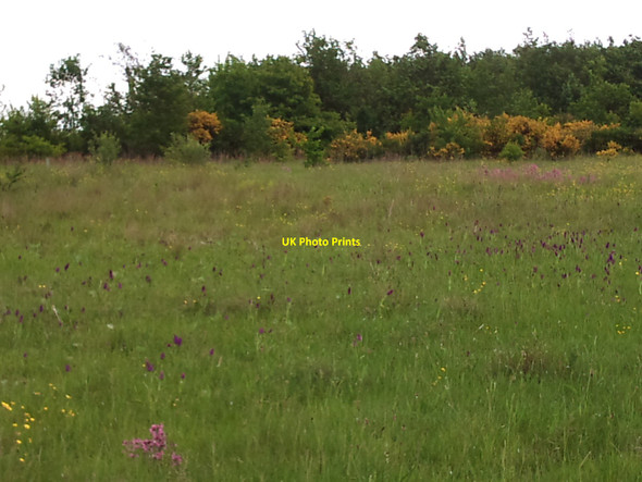 Photo 6"x4" Meadow at Bateswood Country Park Alsagers Bank c2010