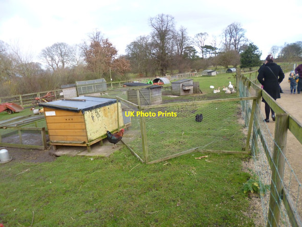 Photo 6"x4" Northycote, poultry Bushbury\/SJ9203 c2014