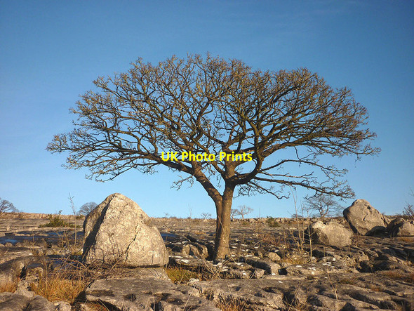 Photo 6"x4" Tree and boulders, Holmepark Fell Newbiggin\/SD5579 c2014
