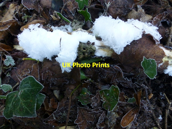 Photo 6"x4" Frost flowers, Cranny Omagh c2014