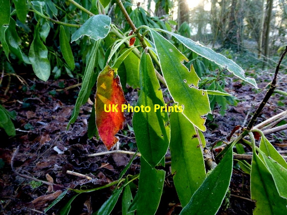Photo 6"x4" Colourful leaves, Cranny Omagh c2014