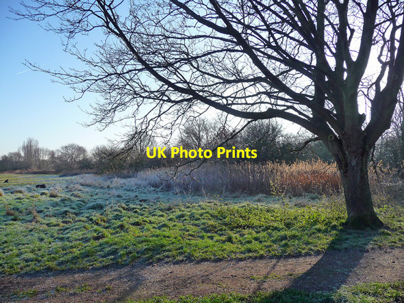 Photo 6"x4" Mitcham Common (5) Mitcham c2014