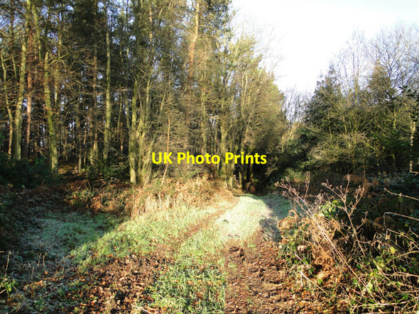 Photo 6"x4" Forest track at Edgefield Edgefield\/TG0934 c2014