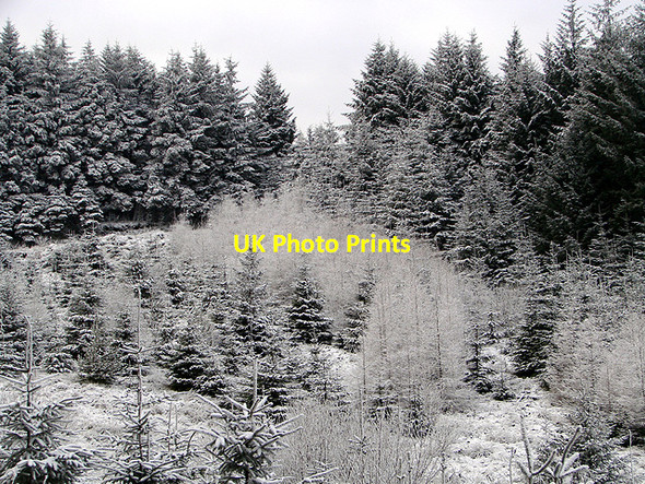 Photo 6"x4" Forestry on Esgair Ychion Llanifyny c2011