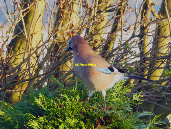 Photo 6"x4" First time I've seen a Jay around here Darfield c2014
