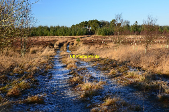 Photo 6"x4" Plantations, Toxside Moss Tweeddaleburn\/NT2752 c2014