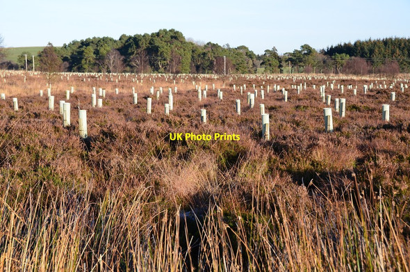 Photo 6"x4" New plantation on Toxside Moss Tweeddaleburn\/NT2752 c2014