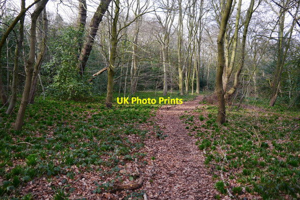 Photo 6"x4" Path through bluebell leaves in woodland on the west side of Edgbaston Pool Edgbaston c2014