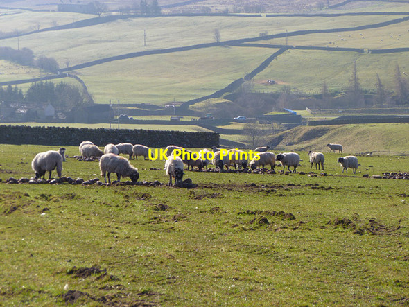 Photo 6"x4" Pasture, Wearhead, Stanhope Wearhead c2011